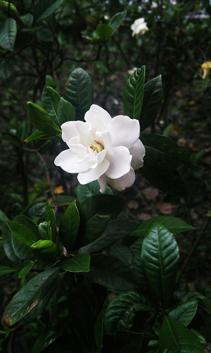 White Flower