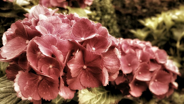 vintage flower 2
