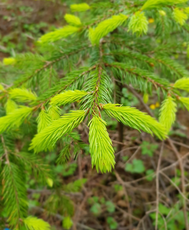 spring
