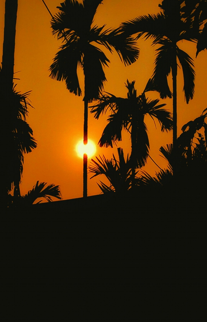 the tree bisecting the sun.