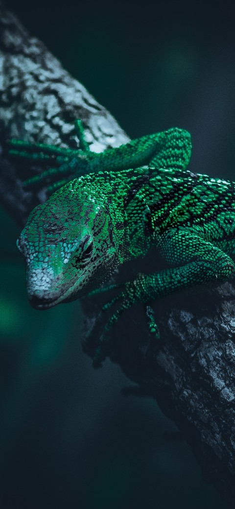 sfondi Chameleons, lizard