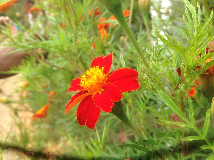 flower in Ooty