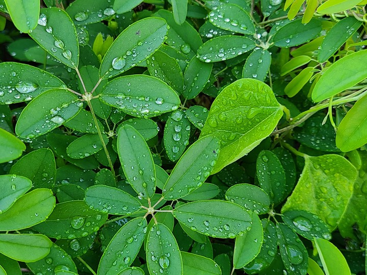 水玉模様