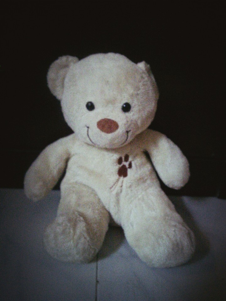 nice teddy cute