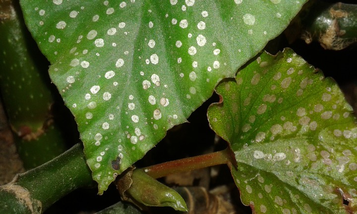 magical leaf