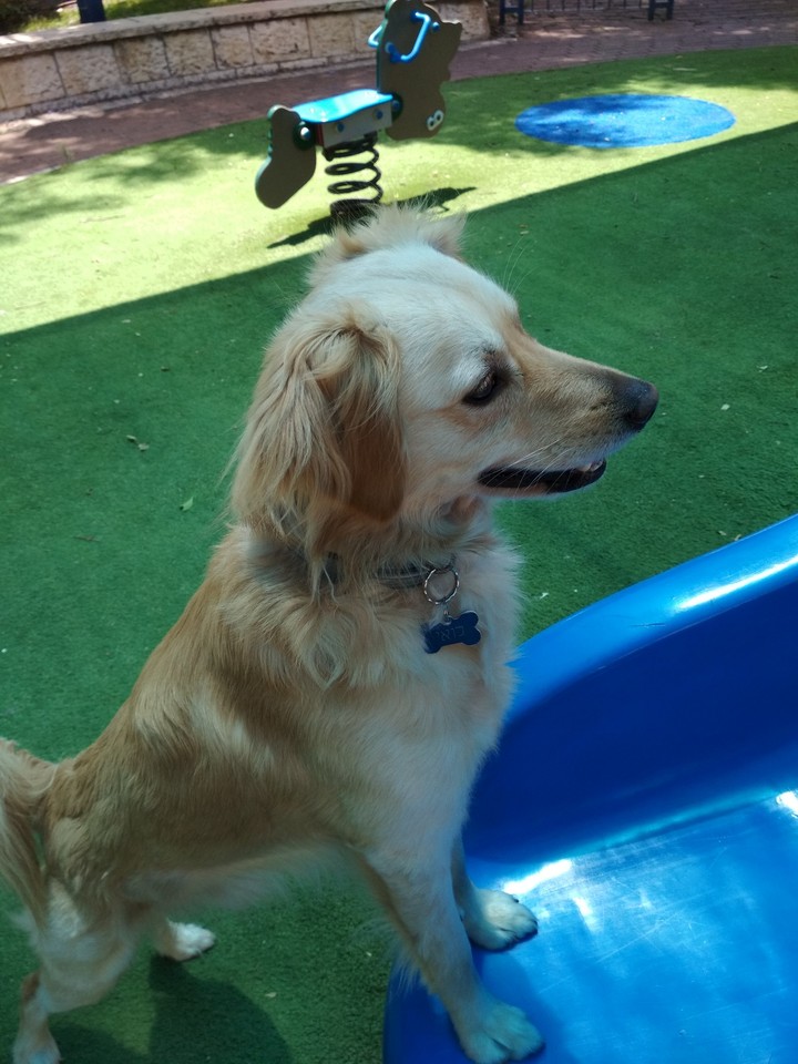 Dog