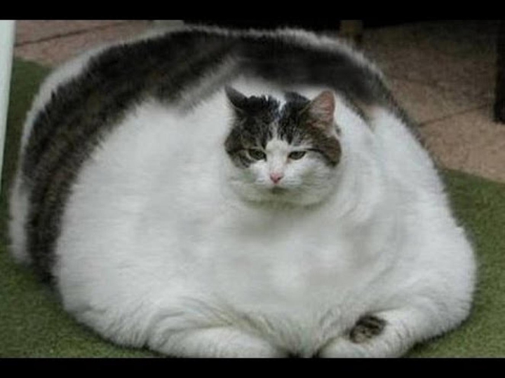 fat cat