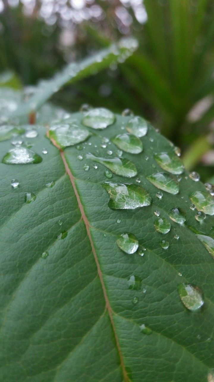 Gotas de chuva