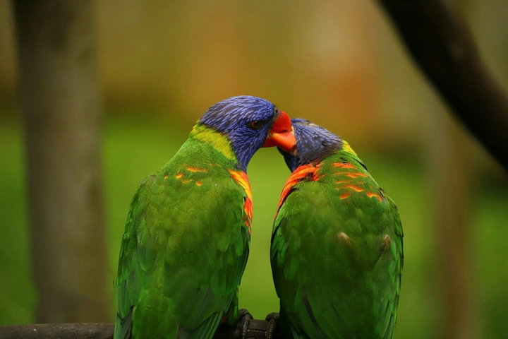 ♥️Kiss  un birds ♥️.