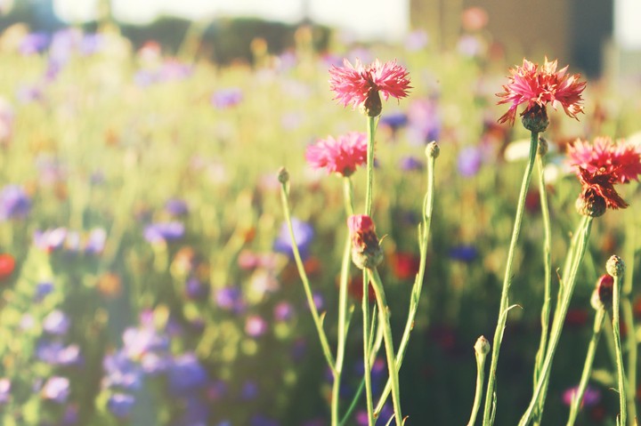 Blumenwiese