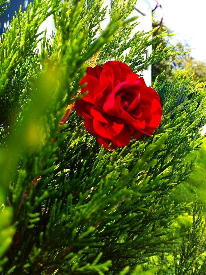 rose