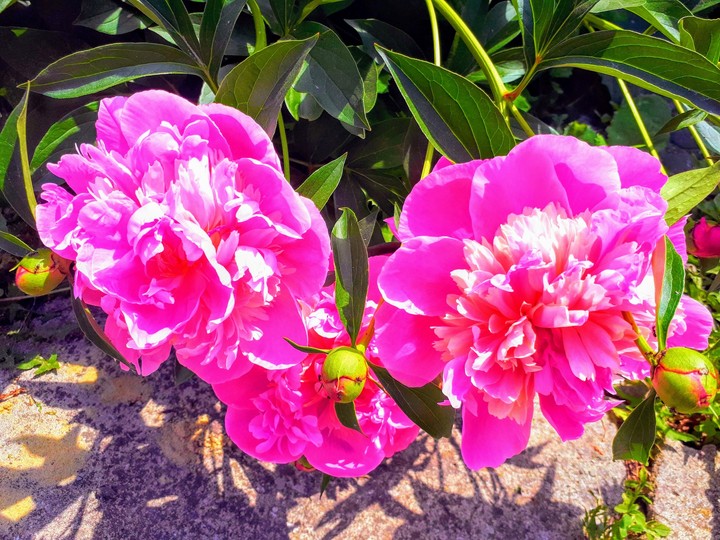 flowers