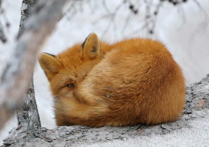 fox*