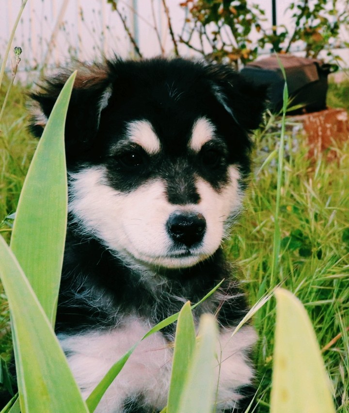 Malamute d'Alaska