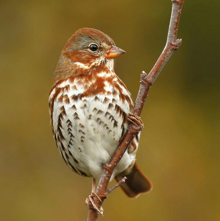oiseaux⭐⭐⭐
