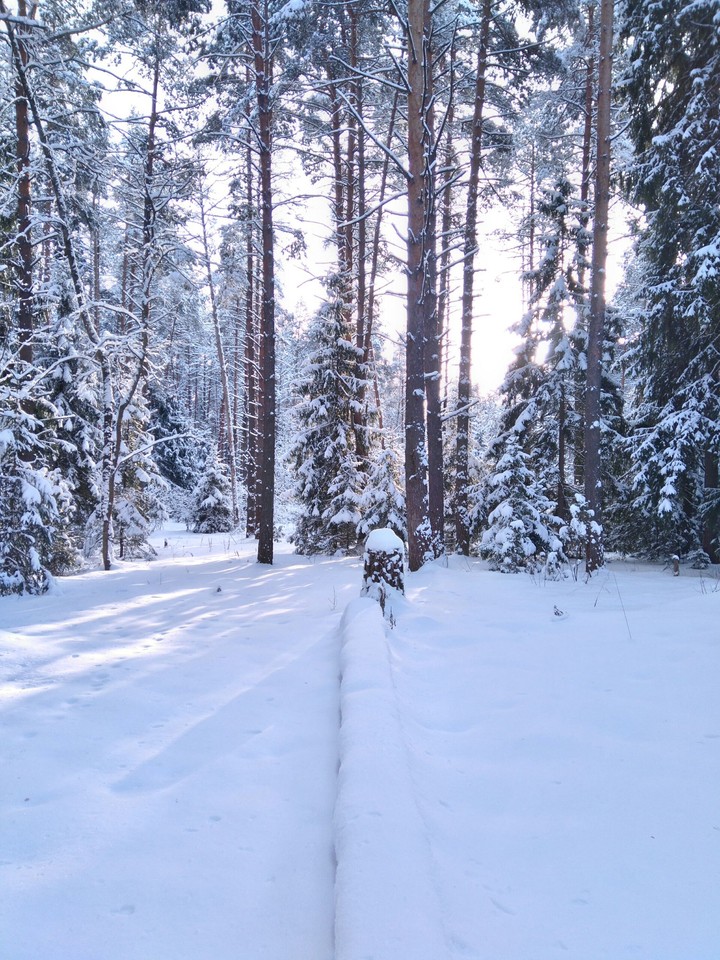 the woods in the snow