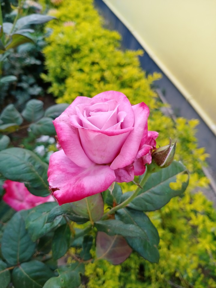 pink rose