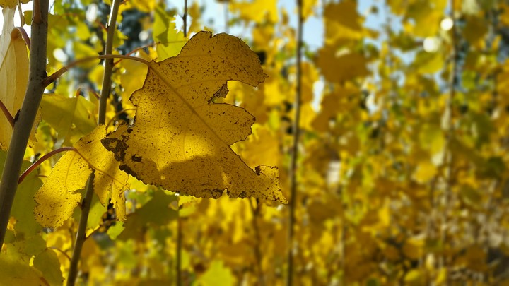 Autumn