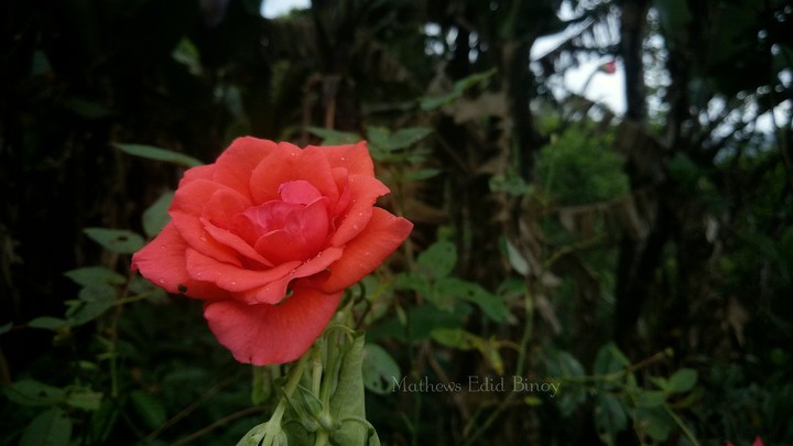 rose