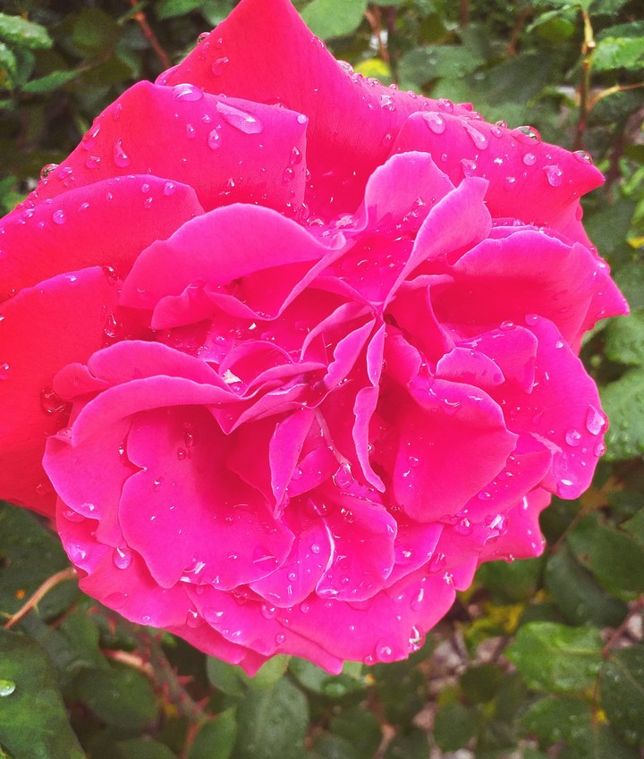 Ruža - rose