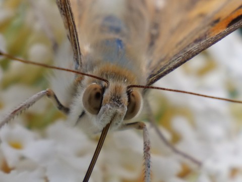 Schmetterling, Insekten, Blumen, Pflanzen, Tiere