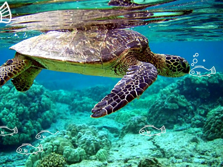 tortoise