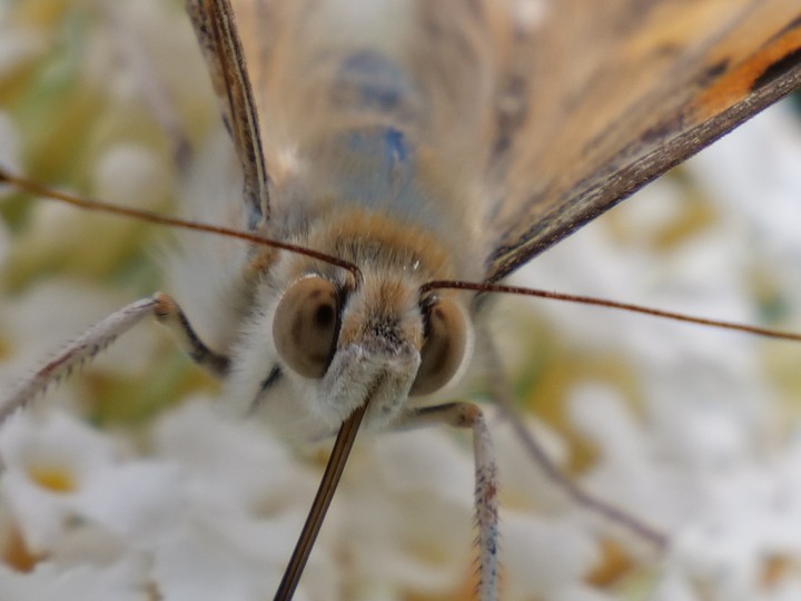 Schmetterling, Insekten, Blumen, Pflanzen, Tiere