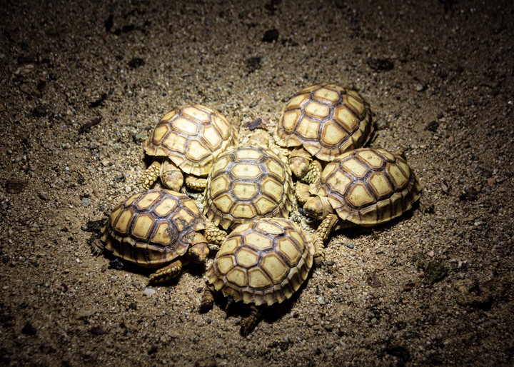 baby turtle