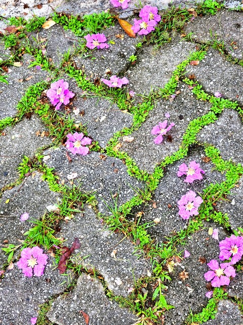 sfondi groundcover, Art