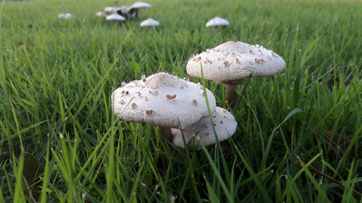 honguitos