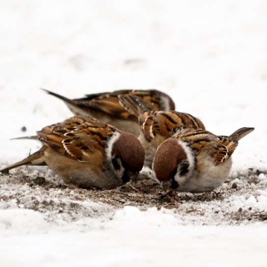 sparrows