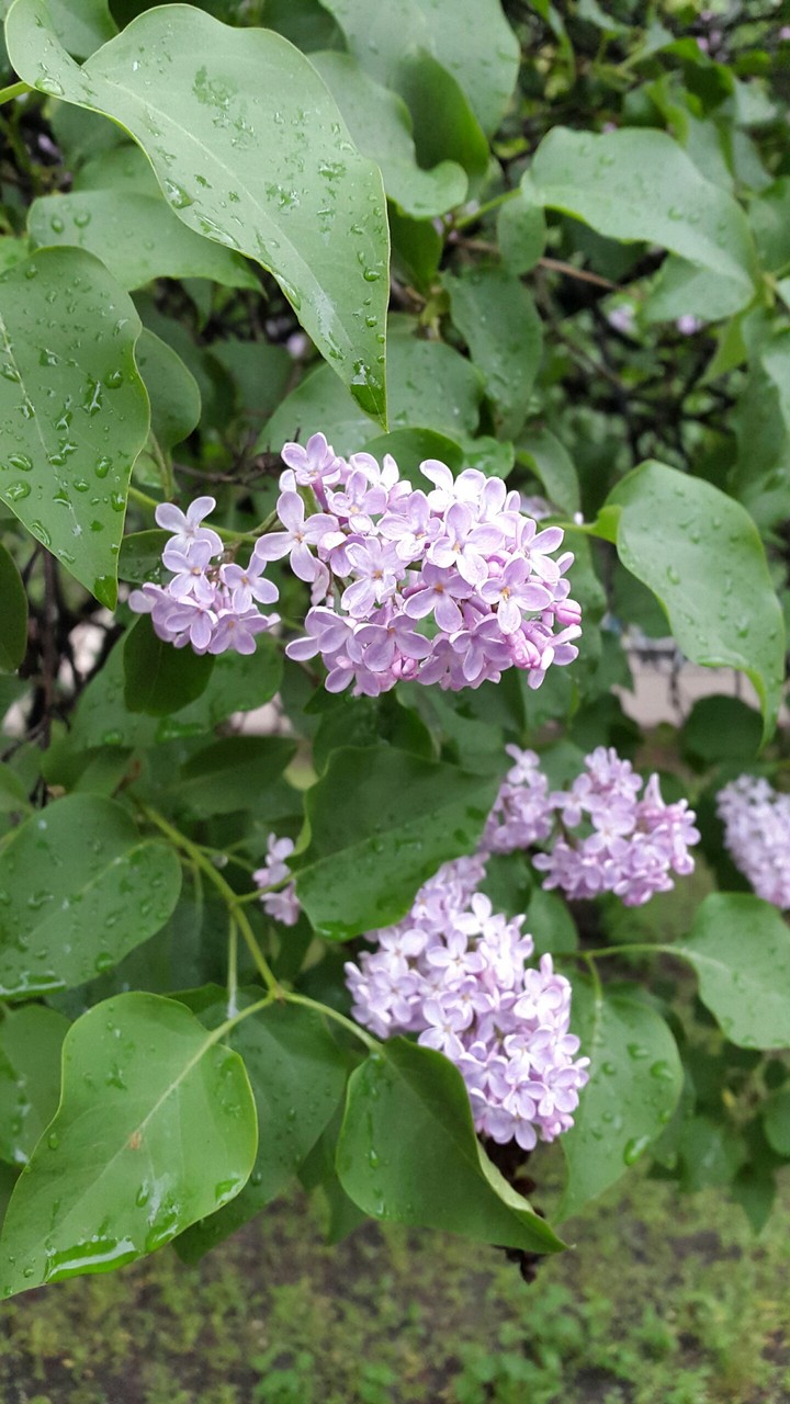 plant