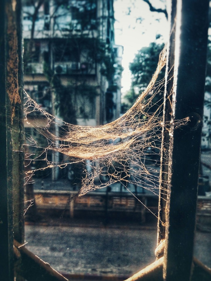 spiderweb