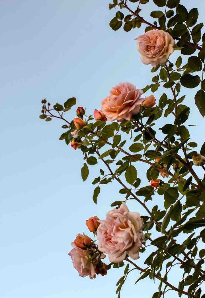 rose
