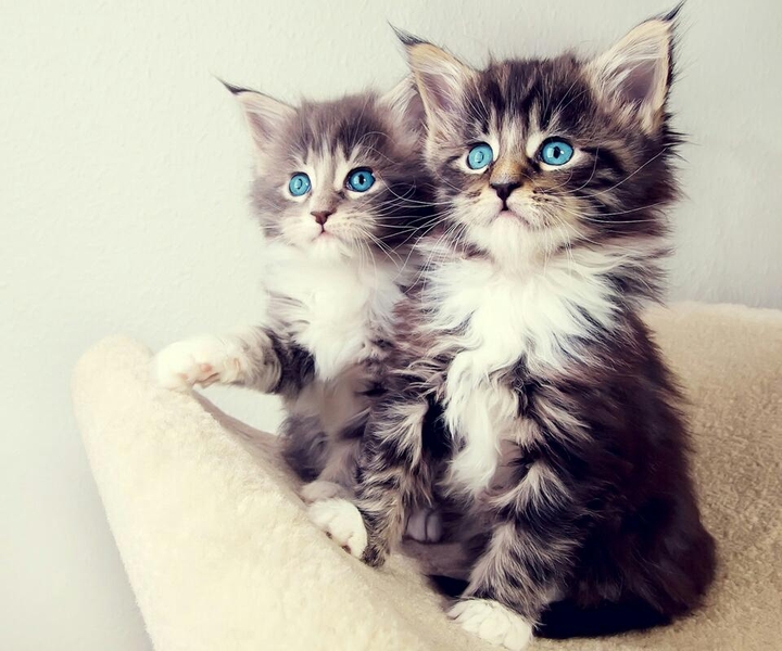 cats ❣