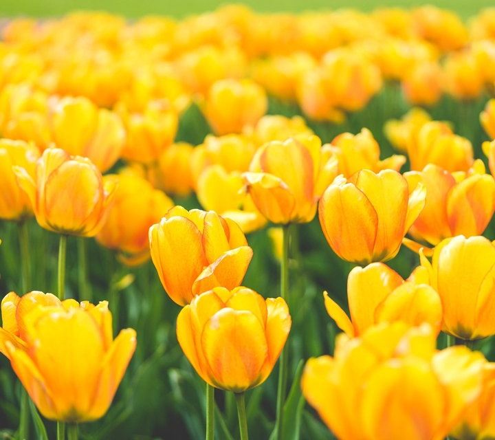 flowers....