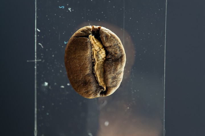 Coffee bean
