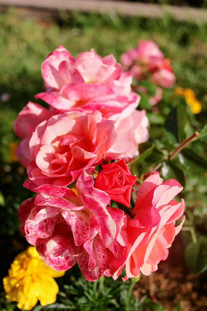 rose