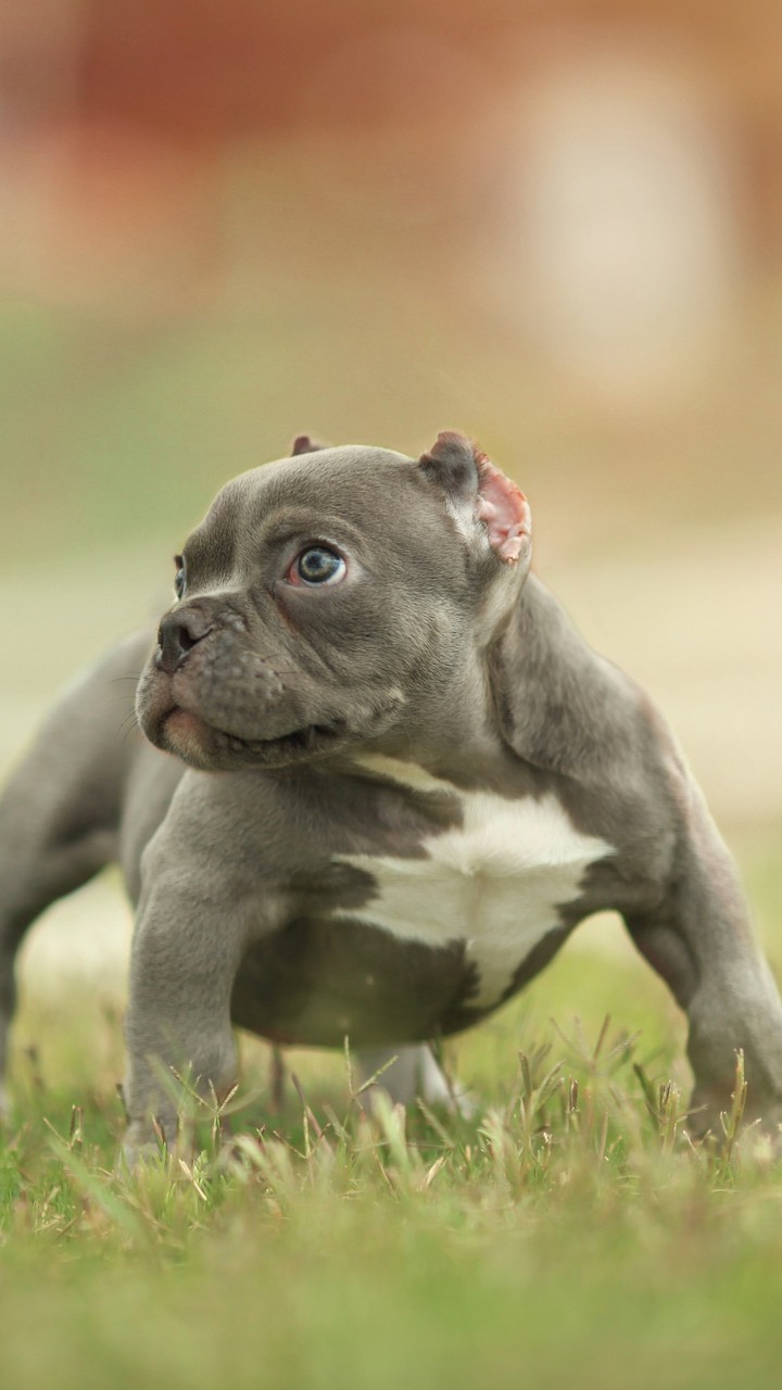 Dog Wallpaper