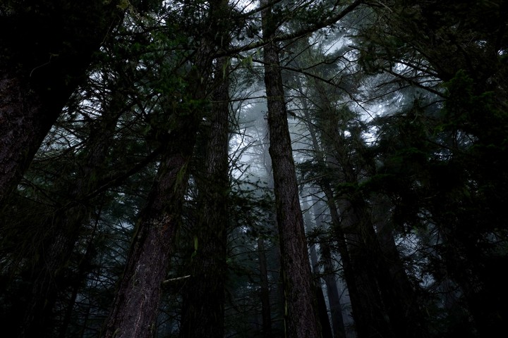 On the dark side of forest