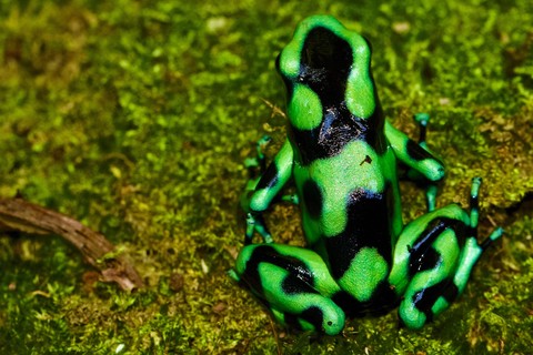 grass, amphibian वॉलपेपर