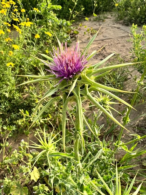 spiky, 植物桌布