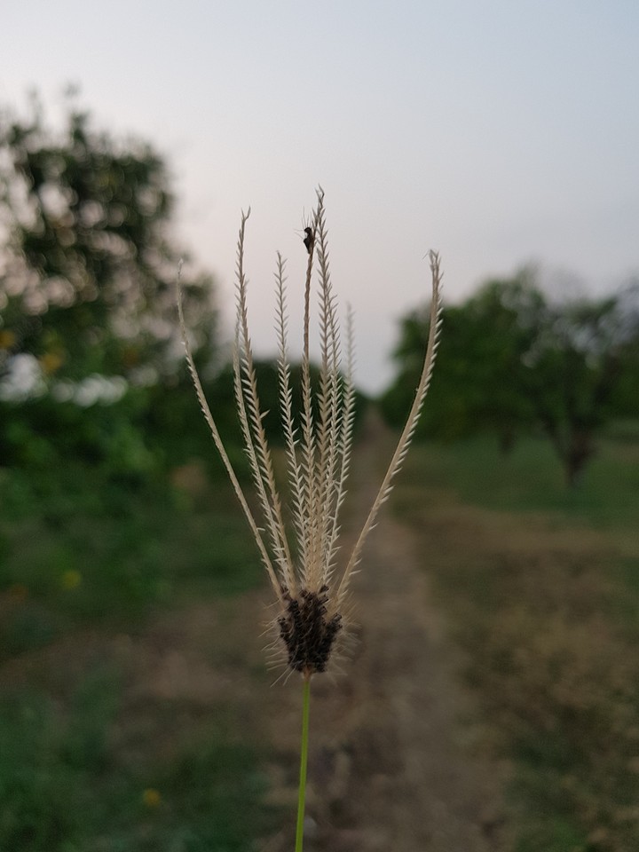 nature