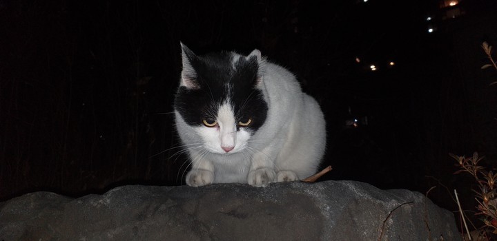 cat