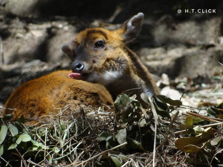 Deer