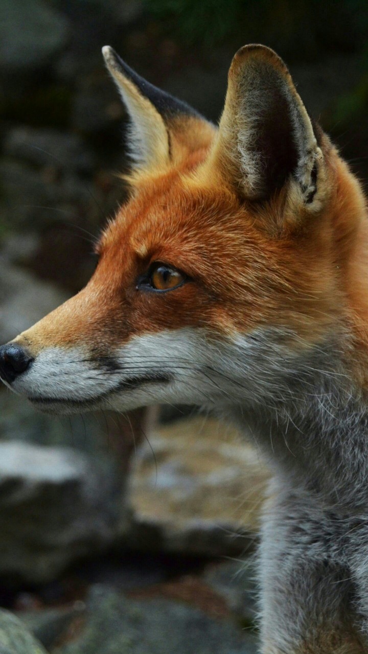 fox