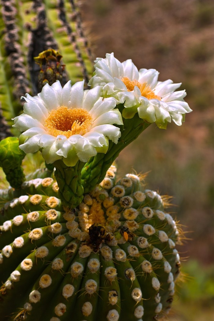 Cactus