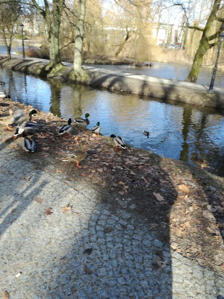 Ducks