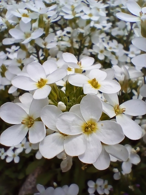 flower, spring वॉलपेपर