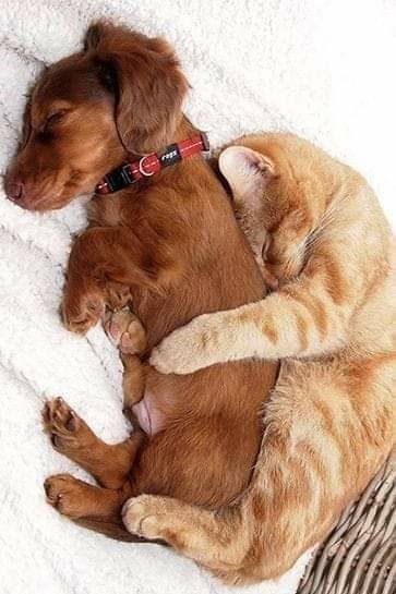 friends forever